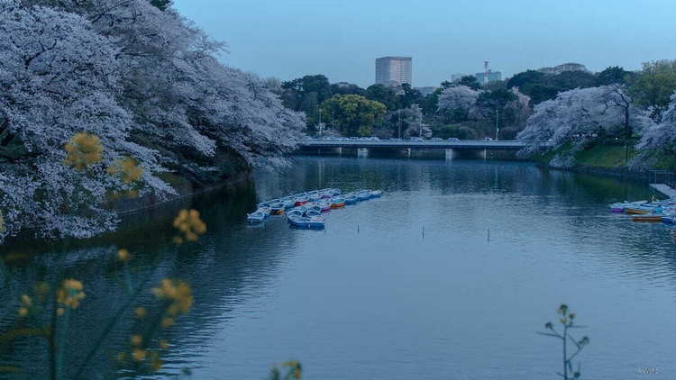 watermarked60_2021-03-29_18-06-30_550_sqsh80